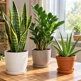 Sansewieria, zamiokulkas i aloes w osobnych doniczkach przy jasnym oknie.
